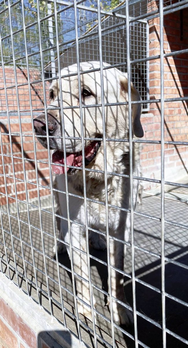 SosAbuelos1's tweet photo. #VALLADOLID
#CHARLY es una preciosidad de solo 7 años. Acabó de mano de su propio dueño en la perrera....

Ahora mismo está en un estado de gran confusión y tristeza

Por favor, vamos a ayudarle.
👉 No se da para guardar terrenos

Contacto: una.nueva.vida.valladolid@gmail.com https://t.co/dKSgs09sRF