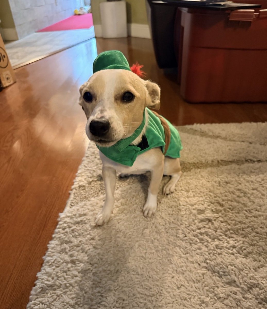 WishboneHood's tweet photo. one dog at a time 

soon every dog in the world 

$WISHBONE https://t.co/WgY4nMuK11