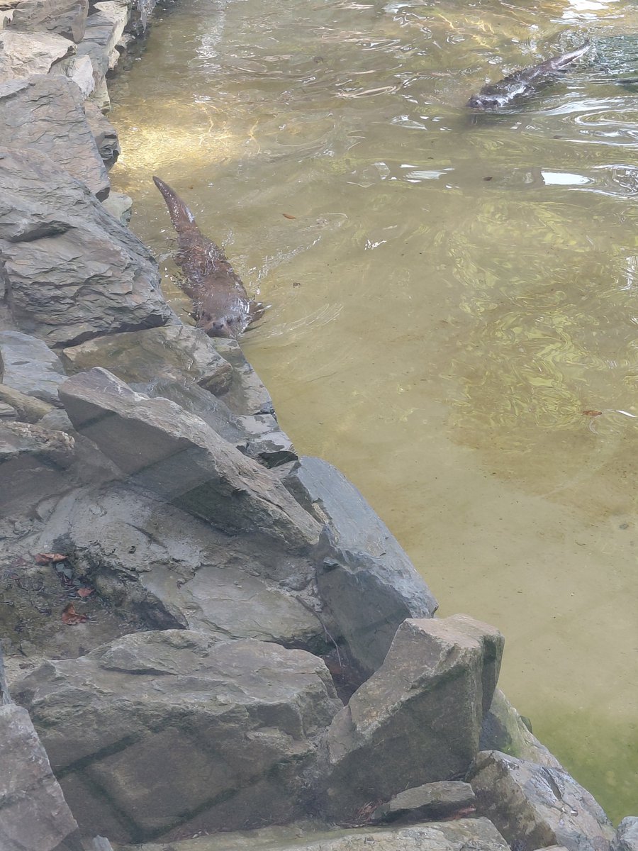 i124ui's tweet photo. Otters... https://t.co/SdWL0WwnGQ