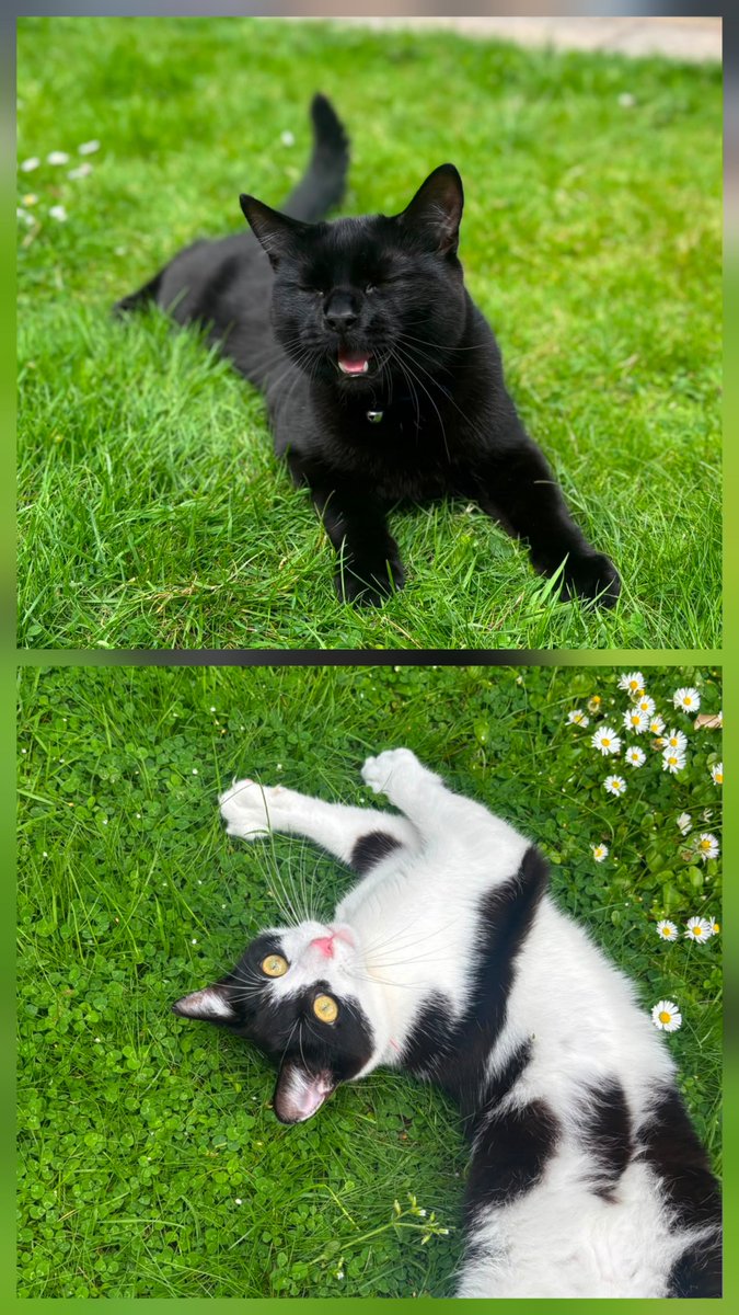 lisaloux73's tweet photo. @rickygervais Going to be watching it from the West Midlands tonight with our fur babies, Lord Diablo (top) and Mr Murphy (bottom) #internationalcatsday https://t.co/Mb5HGHVQuW