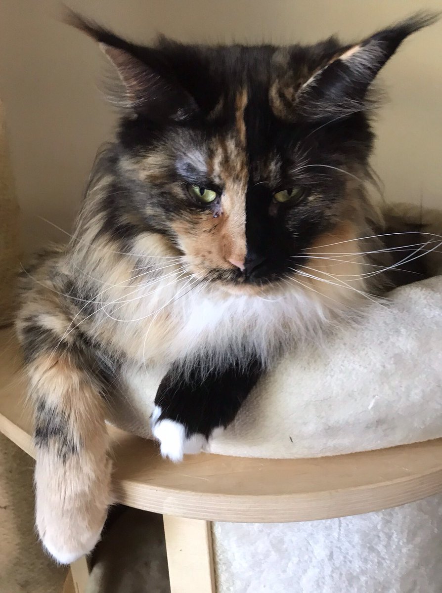 florencelarrou1's tweet photo. @lynx_grizzly Tu veux que je présente une fiancée pour la journée des chats 😹😻 https://t.co/JMBQVXmcpZ