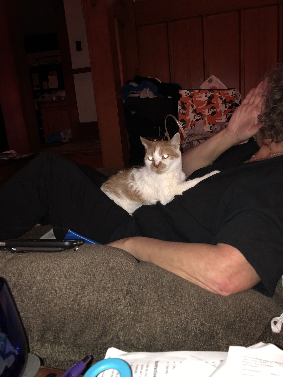 CarolynACP's tweet photo. @SimonsCat Alberta (RIP). She had serious street cred before her life of leisure and lived 25 years. She was something else. #internationalcatday https://t.co/4Bu10IMtEE