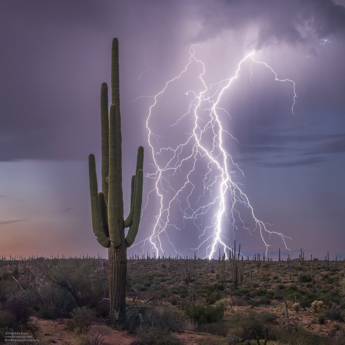 Mikeroburst's tweet photo. Lightning in the cactus forest, last night 8/7 at Four Peaks. Got really lucky that this tall saguaro just happened to line up with the storm! #azwx https://t.co/bDVxjJw6YW