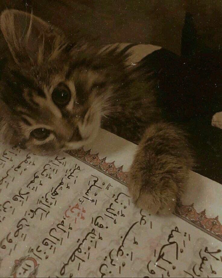 zeyynepc_'s tweet photo. _"İnsanoğlunun kalbini görebilseydik her kalpte 'bir acının hikayesini' görürdük. O yüzden birbirimize merhamet edelim. Umarım Allah da bize merhamet eder."_
📚📌🤲 https://t.co/sCtzFvaFqo
