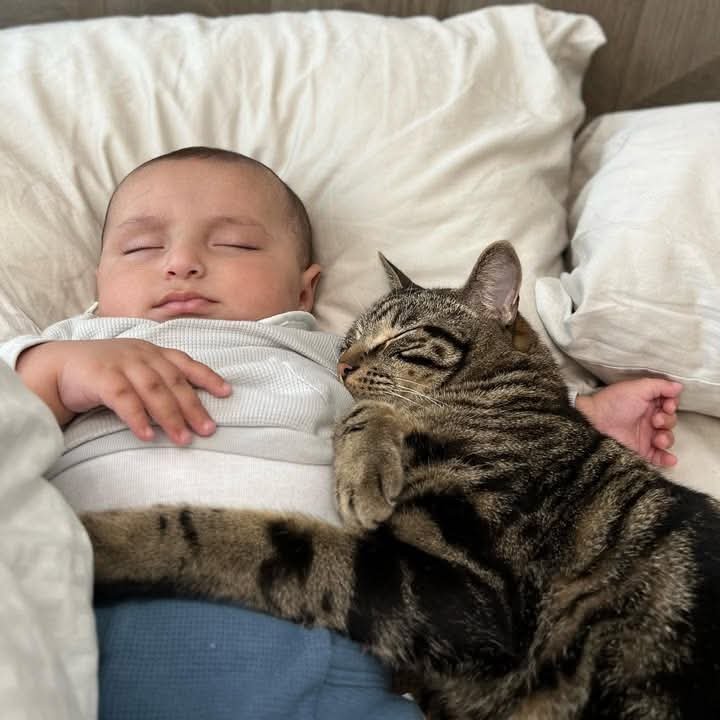 frascaroli's tweet photo. Feliz día internacional del gato 😺 

Dedicado a los seres más maravillosos del universo y a mis adorados hijos no-humanos. https://t.co/oqV254C9Mh