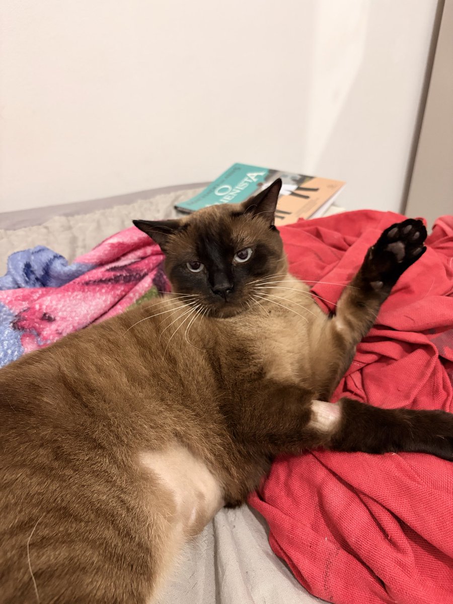 naalish_'s tweet photo. e por ultimo: nero
esse gato não é meu, mas mora comigo ent é meu sim
raça: marrom(esqueci o nome
característica: chato, bravo e nao gosta de grude não, falador, mia pra tudo principalmente se for pra reclamar, esteve adoentado recentemente e fez a gnt gastar mais de 3k nele https://t.co/sekaIf0lyc