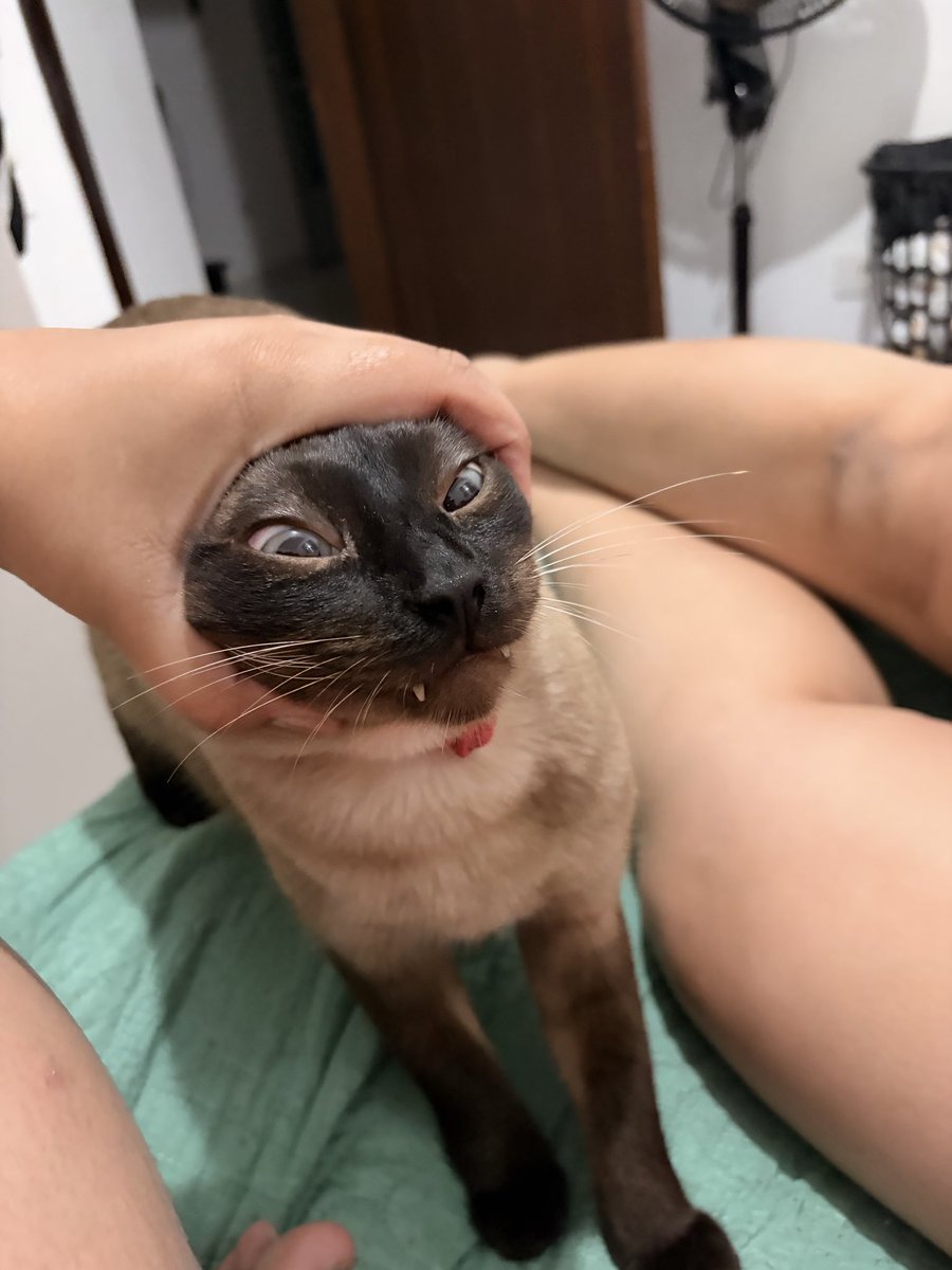 naalish_'s tweet photo. e por ultimo: nero
esse gato não é meu, mas mora comigo ent é meu sim
raça: marrom(esqueci o nome
característica: chato, bravo e nao gosta de grude não, falador, mia pra tudo principalmente se for pra reclamar, esteve adoentado recentemente e fez a gnt gastar mais de 3k nele https://t.co/sekaIf0lyc