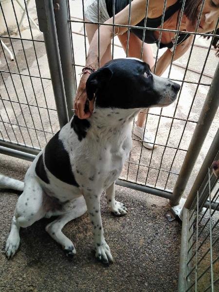 Pro_Ani_LaNucia's tweet photo. Cada año llegan perros jóvenes y grandes, sin chipar por supuesto.
Ell cachorro adorable que le regala el amigo al que le ha parido la perra. 
Sin pensar en el futuro ni en la responsabilidad disfrutan del bebé y lo abandonan al crecer
Bombay es uno de ellos, y sigue sin  hogar https://t.co/MvkDtmWSI6
