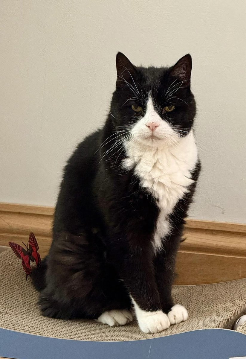 BeckyCrook1's tweet photo. Happy #InternationalCatDay 🐈‍⬛😻🐈‍⬛ https://t.co/77O8DTif3p