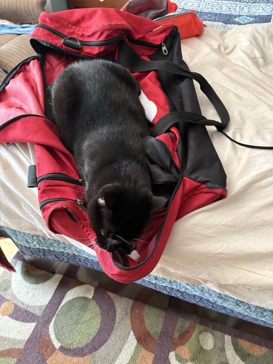 tar91860's tweet photo. @CarneyPurr67561 Happy national cat day from Guinness in Ottawa, Nico. https://t.co/2TUHd99R7X