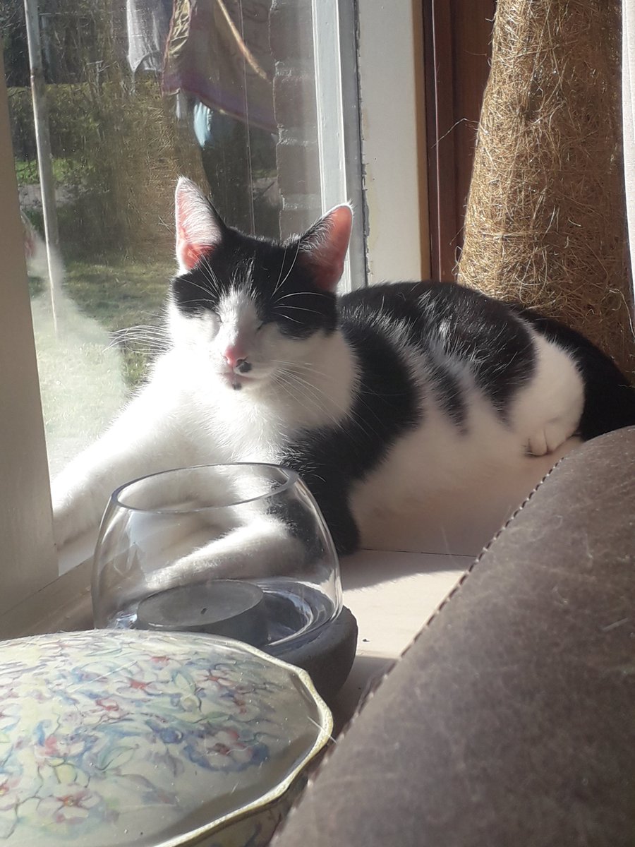 monicasmink's tweet photo. @Josyanne Twix, zwart wit en Mik, rood wit. https://t.co/ITH2V0GBm0