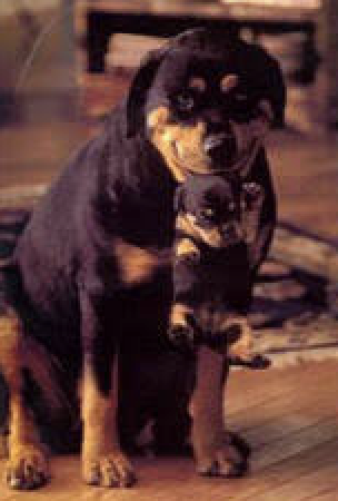 hopkins5pecial's tweet photo. jimmy hopkins puppy of the year https://t.co/ubNiksxXIS