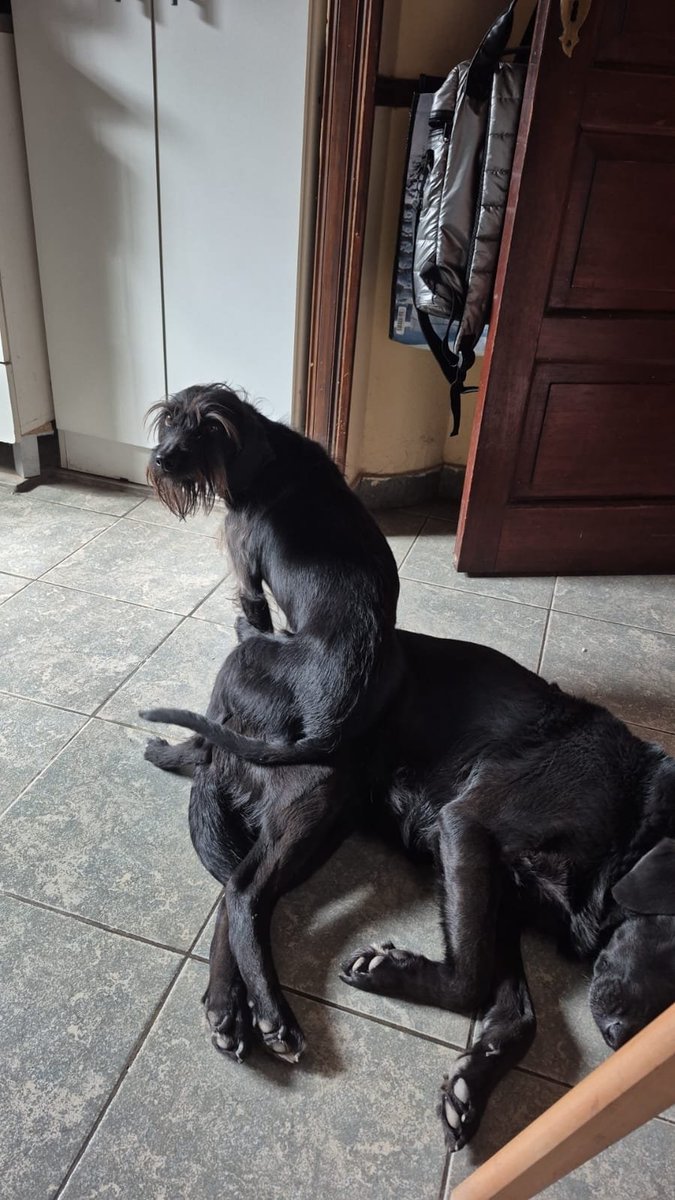 1Sabss's tweet photo. Mi perro de la nada empezó a sentarse como un humano, lo peor es que se sienta encima de mi otra perra https://t.co/asNp6Ru89d