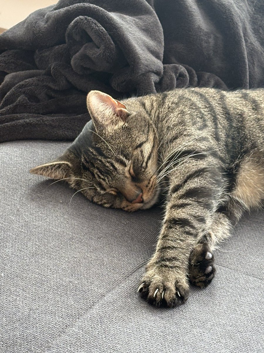 Der_Kasten97's tweet photo. @BasoStream Raffi ❤️🥰 https://t.co/W8M6mWHZL5