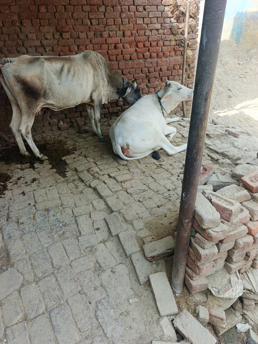theindian_10's tweet photo. यह वीडियो अशोक विहार चौकी क्षेत्र का है , किस तरह एक पशुपालक द्वारा गौ वंश को कूड़ा खाने के लिए लावारिस छोड़ दिया जाता है , ओर फिर बाद में यही एक्सीडेंट या किसी बीमारी से कर जाते है,गाजियाबाद पुलिस  इसपर कार्यवाही करे 

@dgpup @Uppolice @ghaziabadpolice @cmoffice @upgovernment https://t.co/wpgmrlCO0x