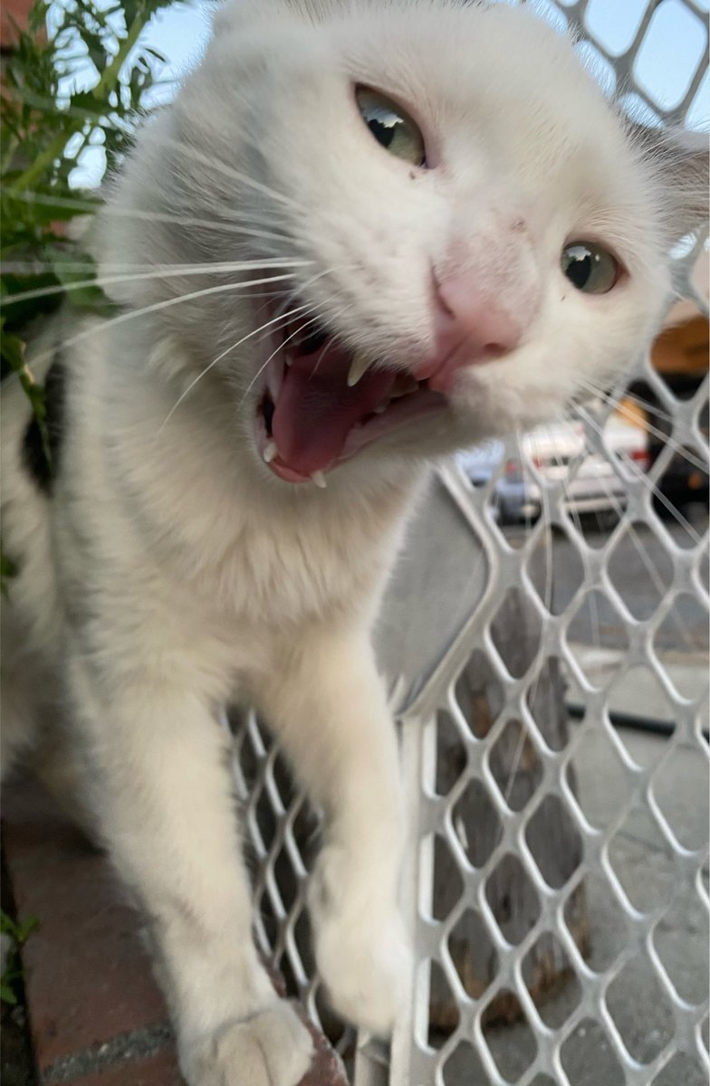 spot_wbb's tweet photo. @bueckets333 i think soo 😼 say hi https://t.co/a04v1XkfkB