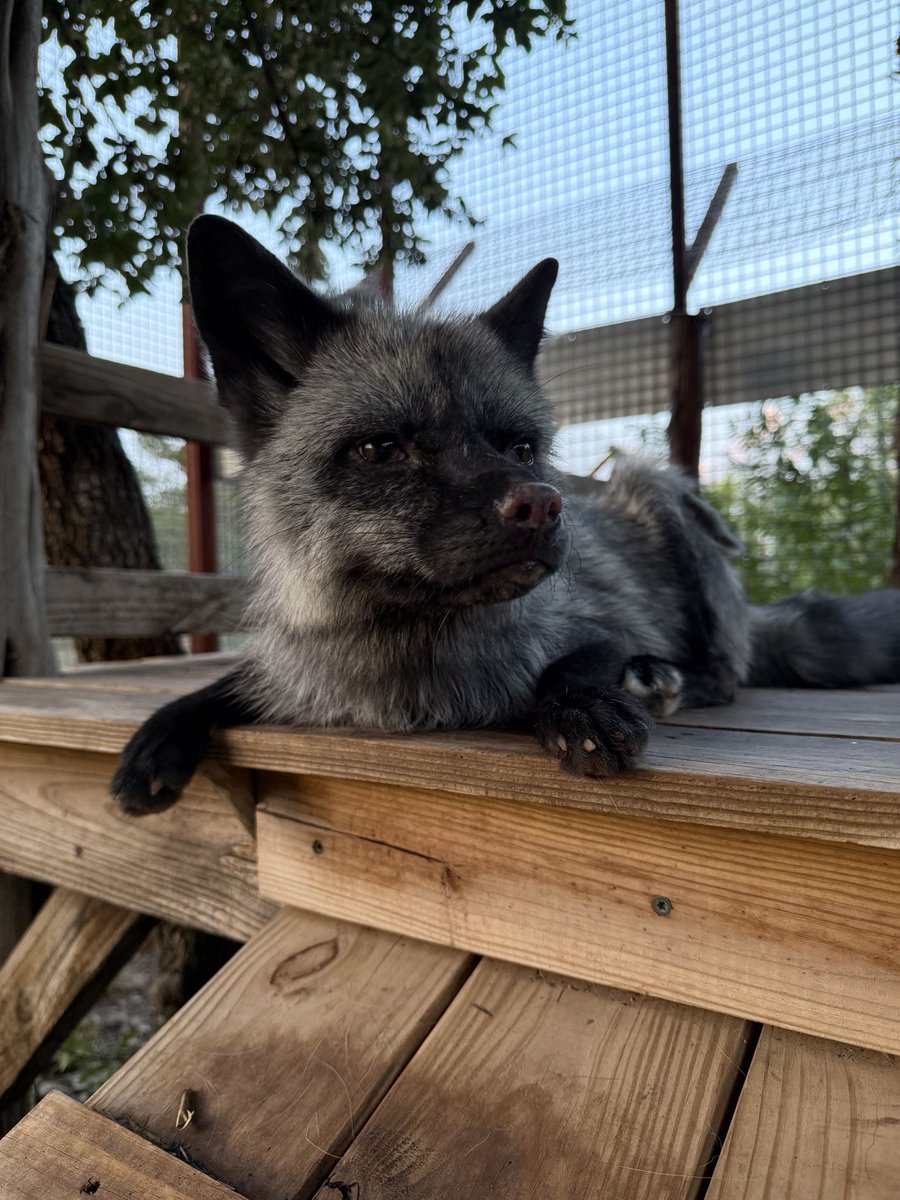 AlveusSanctuary's tweet photo. Saturdays are for chillin 😌 https://t.co/f0iIKmzEXe