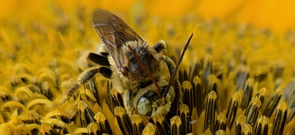 UGDoC074's tweet photo. Meet this male long-horned bee (Melissodes or Svastra) hard at work on a sunflower!
Those big pale eyes + extra long antennae are classic for the guys in this group of native pollinators. First one I recall seeing.
#NativeBees #Pollinators #SunflowerBee #BeeID https://t.co/yncgGfU3yS