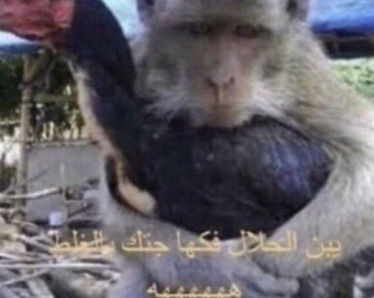 Z_40l's tweet photo. @me_shry1 انت وصوتك الي اكتشفته بالصدفه https://t.co/nYMTYI7zX1