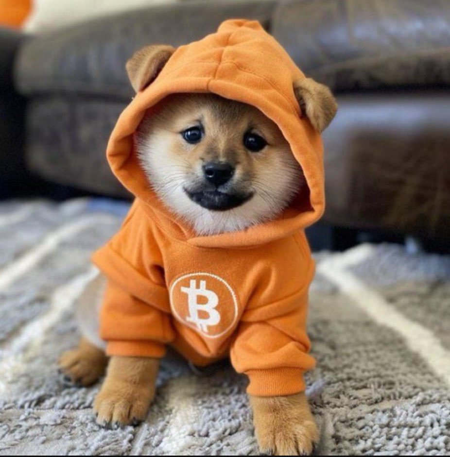 TRuKrBifF's tweet photo. This #dog is 100% RUG PROOF,
As well as has a bridge to degenville, @solana !
It’s Bitcoin’s #1 meme-coin
👇
solana:dog1viwbb2vWDpER5FrJ4YFG6gq6XuyFohUe9TXN65u https://t.co/QlpEwoXX5G