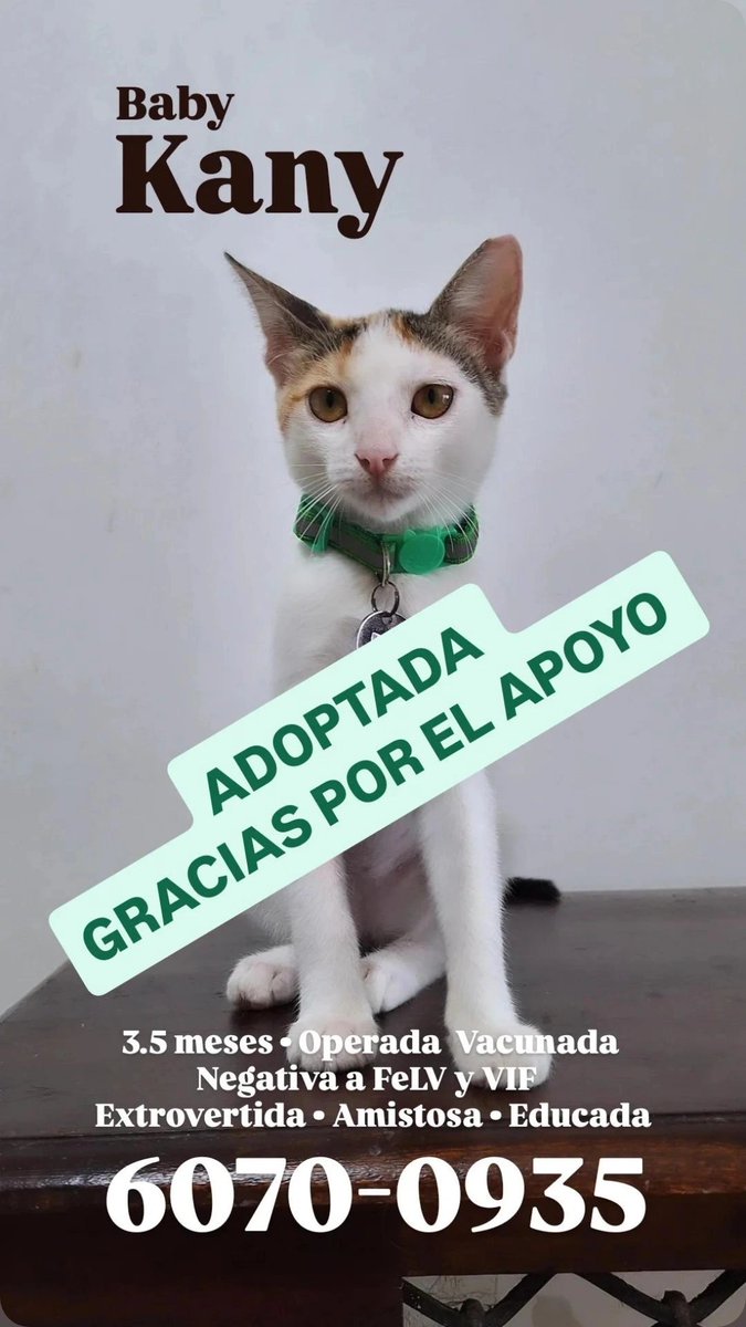 spaypanama's tweet photo. ¡Kany ha sido adoptada precisamente en este Día Internacional del Gato! 😻
Gracias a todos por el apoyo. 💜 https://t.co/CXadkVRRSr