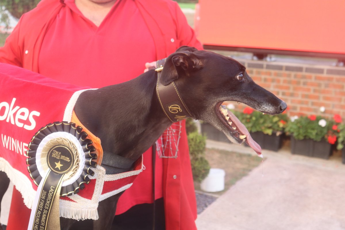 Monmoredogs's tweet photo. Ladbrokes Summer Stayers Classic 2026 Heat Three Result 🏆

🥇 Vhagar
🥈 Rapido Benny
🥉 Intriguing Iris 

Winning Time ⏱️ - 37.76secs https://t.co/ec09s0vill