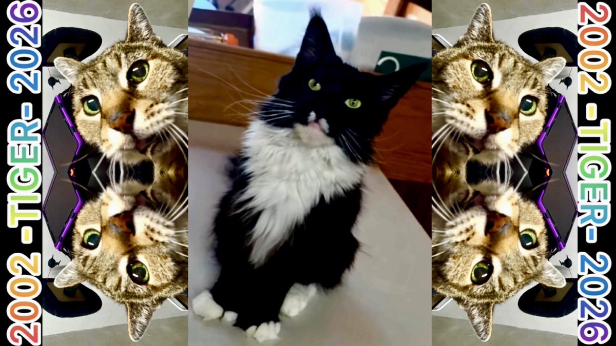 unarmedliving's tweet photo. One week from yesterday, I will be adopting Mama Feline, a tuxedo Maine Coon cat that I always wanted Tiger to have, but just like the show must me’ow on, so too does that feline circle of life complete itself!
https://t.co/89QT2OZBAu https://t.co/LDiE76oB3i