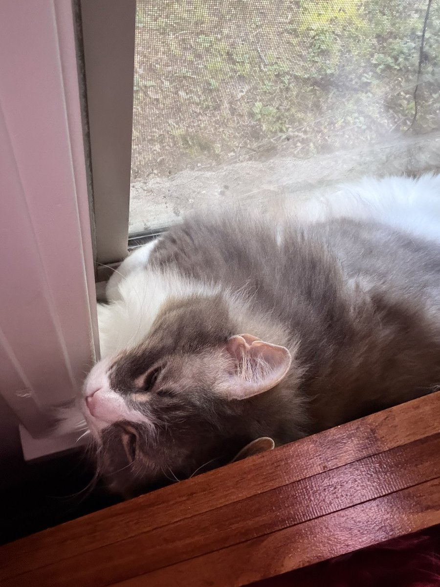 noctisyume's tweet photo. happy international cat day to my son https://t.co/mAnEO11ZRj