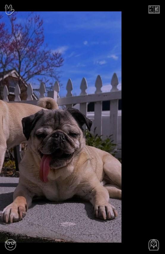 Queen_murjee's tweet photo. 🧈Production never stops A new day, new achievements977338Dog runs with a ball https://t.co/FpOOjQKiql