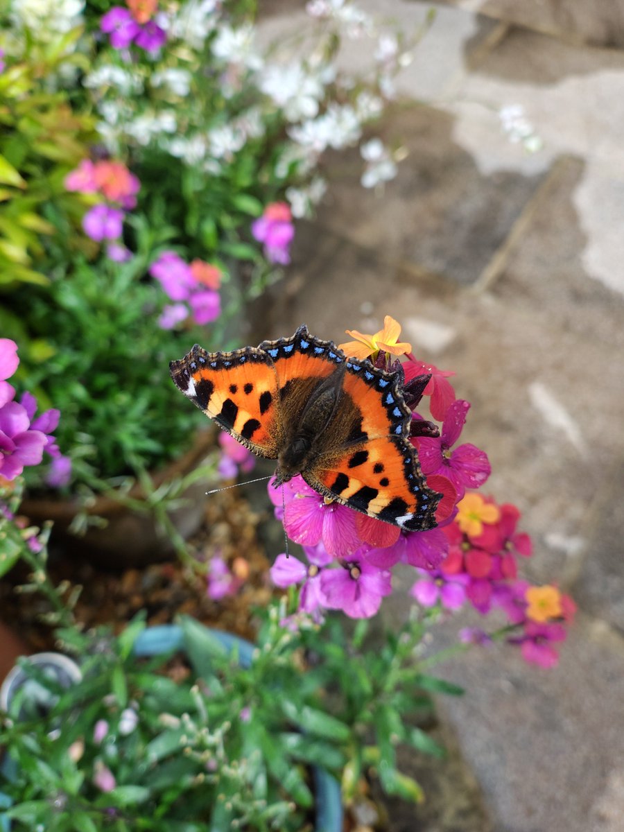 chris_holden1's tweet photo. As slow as a tortoise
Adding a clash of colour
Fashion
#VersionsHaikuSaturday #butterflycount #Bowie https://t.co/efEiJmabYm