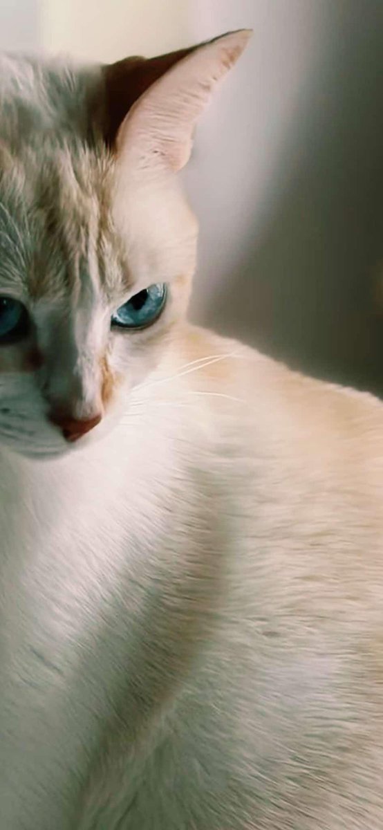 rayuela28's tweet photo. Día Internacional del Gato 
#cat #catlife https://t.co/PwpFE4R3Z3
