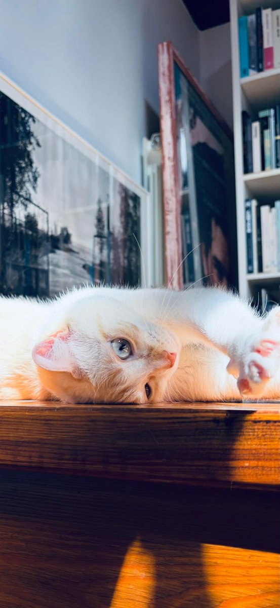 rayuela28's tweet photo. Día Internacional del Gato 
#cat #catlife https://t.co/PwpFE4R3Z3