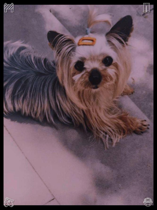 BabePlzstop's tweet photo. 🧺Phone in winter coat pocket137616Dog runs fast down the street https://t.co/KzU2G2n5lj