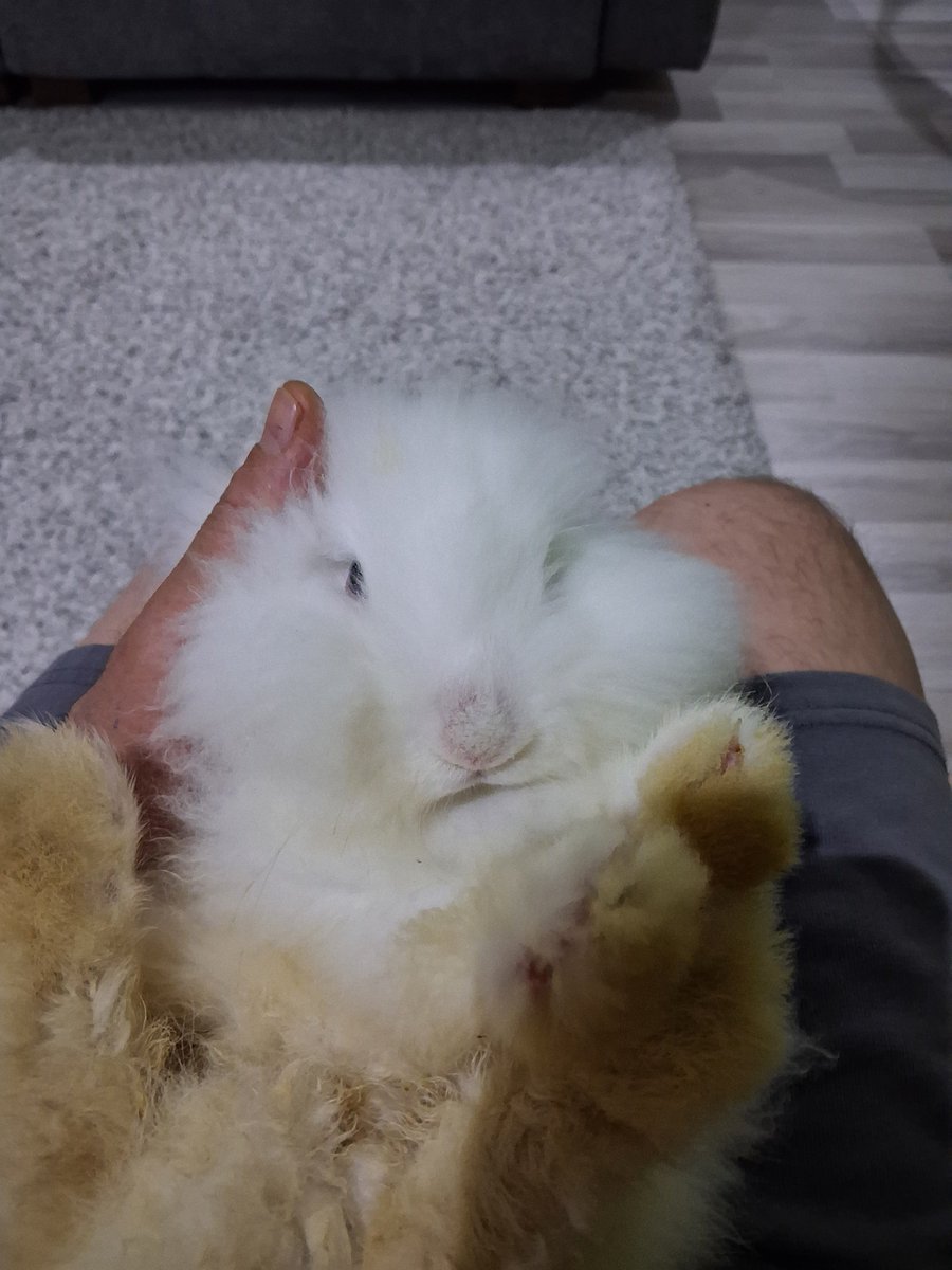 hsndudu_'s tweet photo. Kızım tavşan istedi aldık 🤣🤣🤣 https://t.co/OtHJUcJv3M
