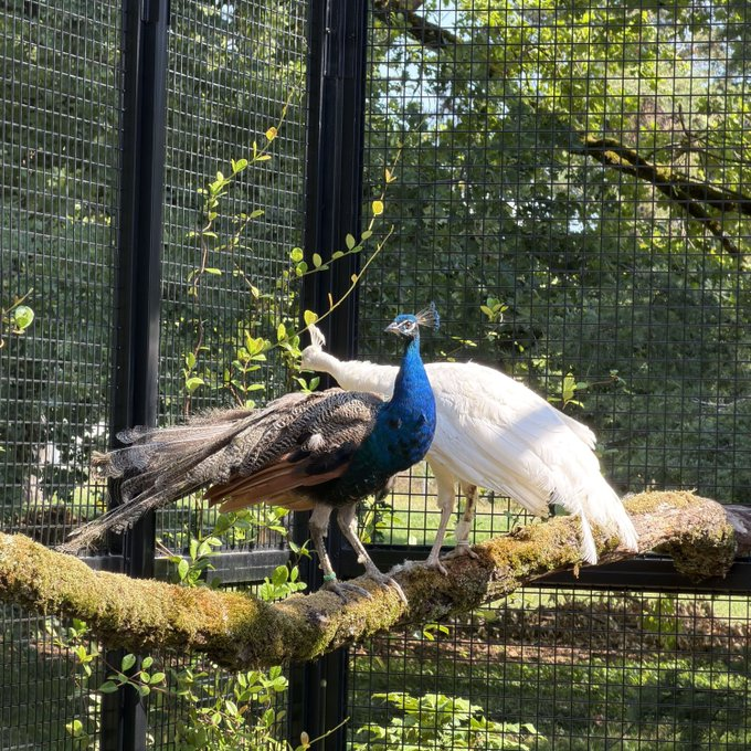 withsudipta's tweet photo. 𝐈𝐧𝐝𝐢𝐚'𝐬 𝐏𝐞𝐚𝐜𝐨𝐜𝐤 𝐝𝐢𝐩𝐥𝐨𝐦𝐚𝐜𝐲 𝐚𝐭 𝐔𝐍
India has presented 5 young peacocks, four blue and one rare white (UN colors), to the UN Office at Geneva.
#Peacocks
@IndiaUNGeneva https://t.co/PsJudQs01T