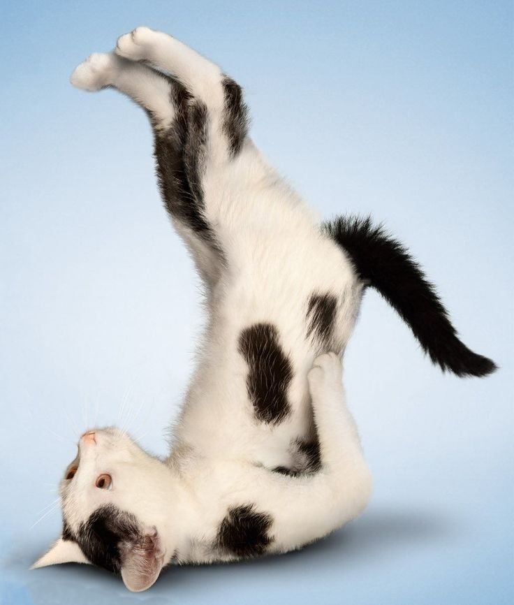 dudepressao's tweet photo. tava morrendo de tanta cólica ai lembrei desse estático e fui imitar a pose e nao é que aliviou mesmo estoy choquita https://t.co/6OxAPOUiAe