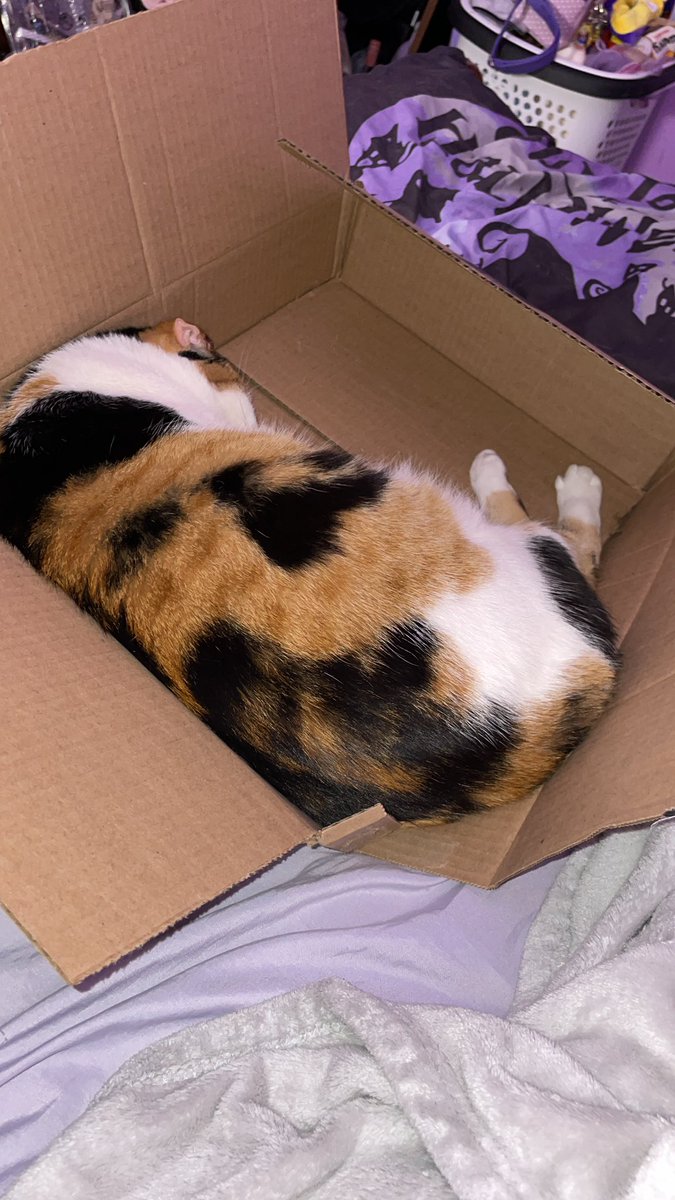 annadaniellaaa's tweet photo. #InternationalCatDay 💖 https://t.co/ZunAXTRjdW