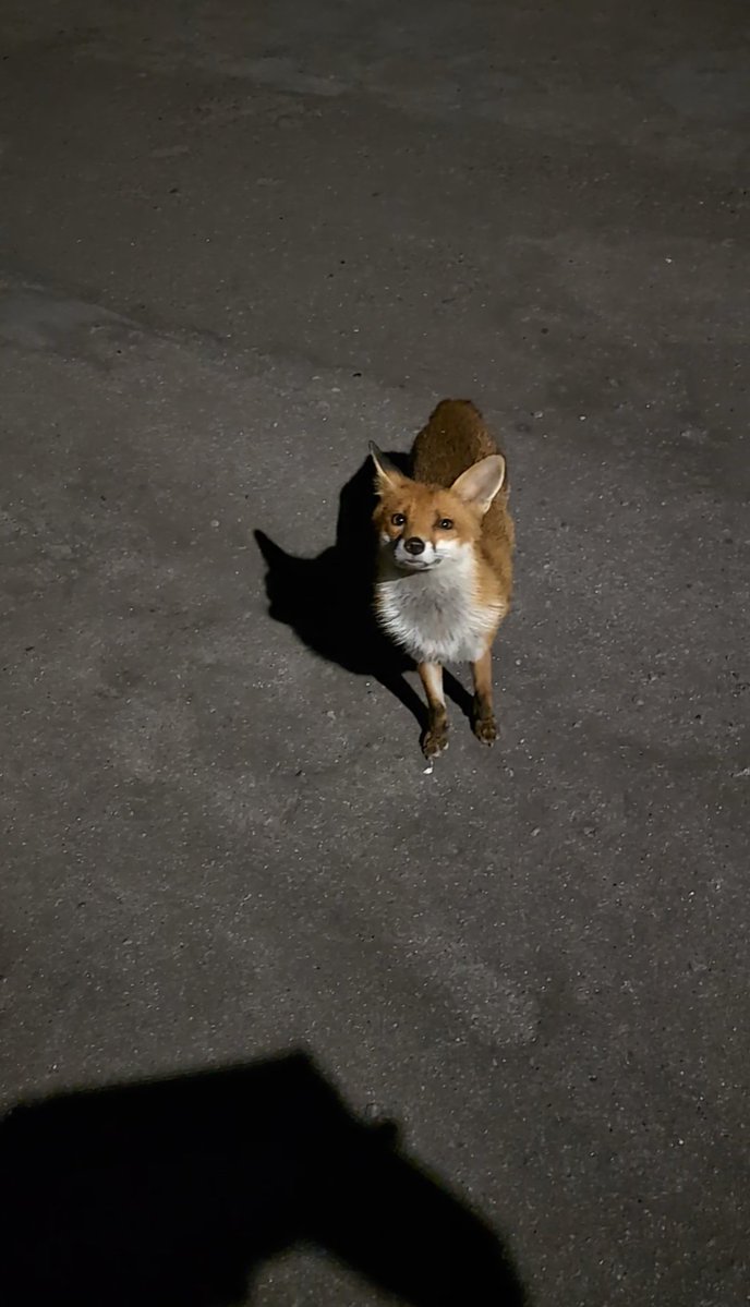 Stephensocks2's tweet photo. @rickygervais I watched them all last night. Brilliant.
There's three of our cats.
Also a photo of a fox that followed me home one night. https://t.co/uLw1DrBeH3
