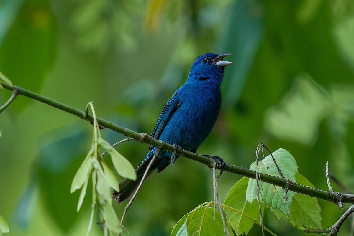 whobedannyd's tweet photo. As I said in the other posts, it was HOT and STEAMY in the swamp yesterday. I already had a few wildlife encounters, and was WRINGING with sweat. I was headed back though the jungle, absolutely worn out, when God put this BEAUTIFUL Indigo Bunting right in my path! It made my day!
#WildlifePhotography 
#LifeInTheSwamp
#JustBeforeTheBambis
#GodIsSoGood!!