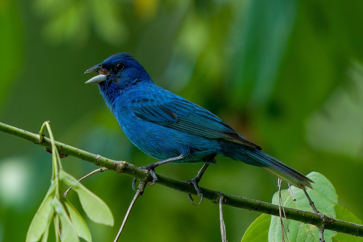 whobedannyd's tweet photo. As I said in the other posts, it was HOT and STEAMY in the swamp yesterday. I already had a few wildlife encounters, and was WRINGING with sweat. I was headed back though the jungle, absolutely worn out, when God put this BEAUTIFUL Indigo Bunting right in my path! It made my day!
#WildlifePhotography 
#LifeInTheSwamp
#JustBeforeTheBambis
#GodIsSoGood!!