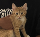 upsyndroms's tweet photo. This post was only made 8 hours ago and already has 35k upvotes
The guy was super hyped by his new cat and shared it, everyone instantly loved him.

Today is international cat day i think we can do a random cat as a meme.

Cats name is aiko: 
https://t.co/AVDWJIz6zk https://t.co/pVeyKOCF2L
