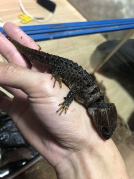 nagatukasa's tweet photo. 🐍元祖徳島爬虫類イベント🦎
🐢【🎊ジャングルハンター第8回開催決定🎉】🐇

🕷8/16(日)・あわぎんホール🐍

【HP必見👇】🦎
https://t.co/chkPmzURxY

【各店無料チケット配布中👇】
※先行入場から使用可チケット無料配布中⁉️

【主な出展者】
@JapanHunterAss @utautai_penguin @scale58587322 @ago_ikimono @monstarsanimal @eryndil1044 @Cradle_mush @reptilesci2026 @chappi_python

#爬虫類 #カメ #ヤモリ #出店募集受付 #爬虫類イベント #JH徳島 #ジャングルハンター #ジャングルハンター徳島 #爬虫類好きさんと繋がりたい #徳島