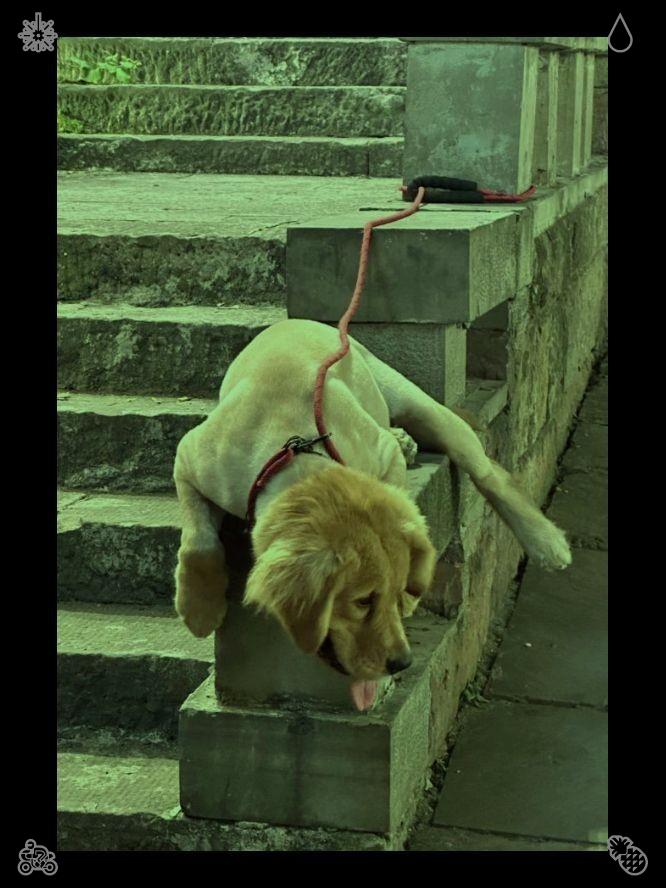 k7aledahmed's tweet photo. 😨Apple and currant pie177673Dog walk Dog, added https://t.co/8EVShb4Lwv
