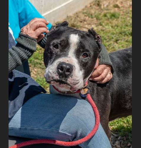 HollywoodDogs's tweet photo. Holstein, a 4-year-old "lover boy" who would be a "chill, easy companion," is at a full shelter in #Chamblee, #GA and is in IMMEDIATE need of adoption, a foster home, or rescue https://t.co/piHTUEvO2F #URGENT #AdoptableDogofDay 🐶 https://t.co/pwTWuZNXWu