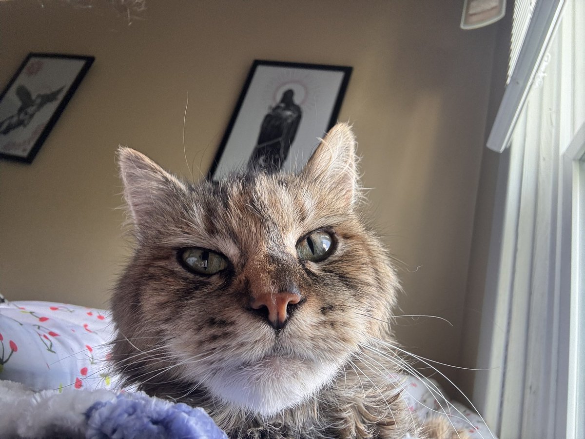 _Kielty_'s tweet photo. Happy international cat day to my funky lil fella and all other funky lil fellas out there 🫵 https://t.co/GPyfGZF3uW