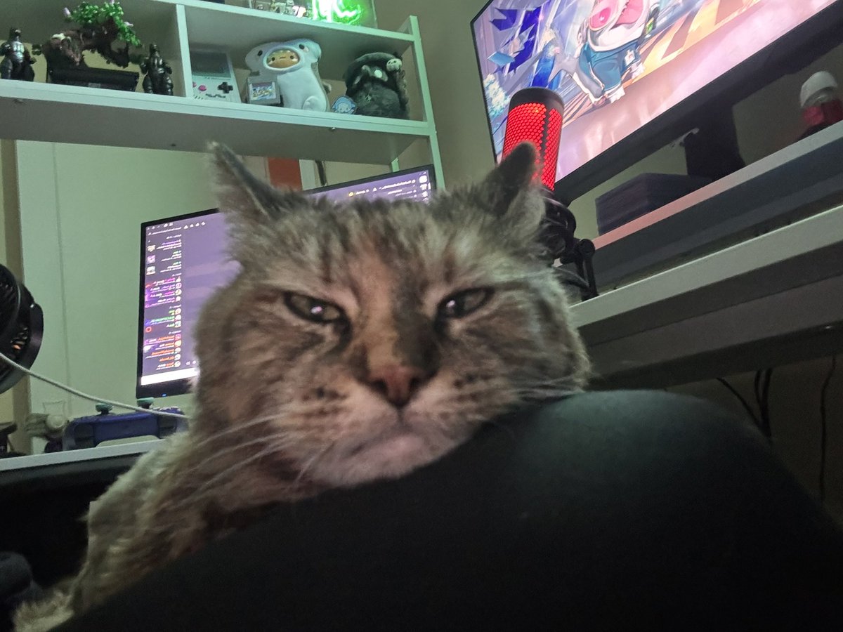 _Kielty_'s tweet photo. Happy international cat day to my funky lil fella and all other funky lil fellas out there 🫵 https://t.co/GPyfGZF3uW