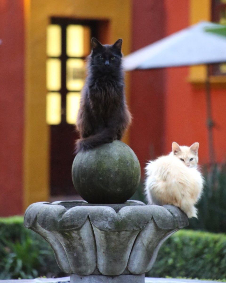 Fonoteca's tweet photo. Dicen que los gatos eligen su hogar, y La Negra, La Güera, Coco, León y Miauricio decidieron hacer de la Fonoteca Nacional el suyo.
 
Entre jardines, árboles y rincones para una buena siesta, estos cinco felinos se han convertido en parte de la vida cotidiana de la Fonoteca y… https://t.co/bZ0tiLGydO