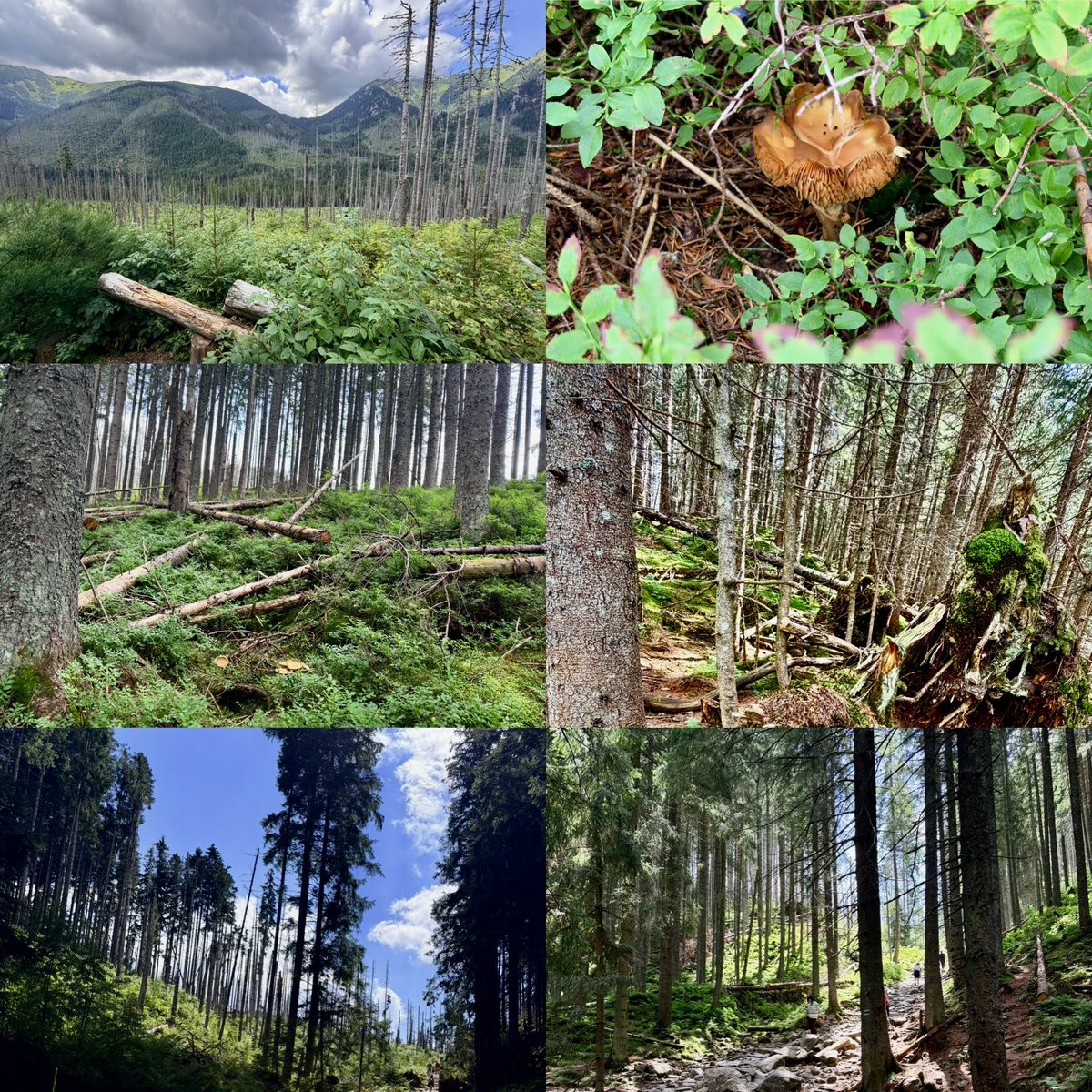 RobertRostek's tweet photo. Beauty of Poland 
جمال بولندا 

The one and only @MiastoZakopane ⛰️🇵🇱

#Smerczynski_staw 1227 m.n.p.m ⛰️
#Schronisko_na_Ormaku ⛰️
#Dolina_Kościeliska 

Małopolska Organizacja Turystyczna https://t.co/nzguR575Fo
