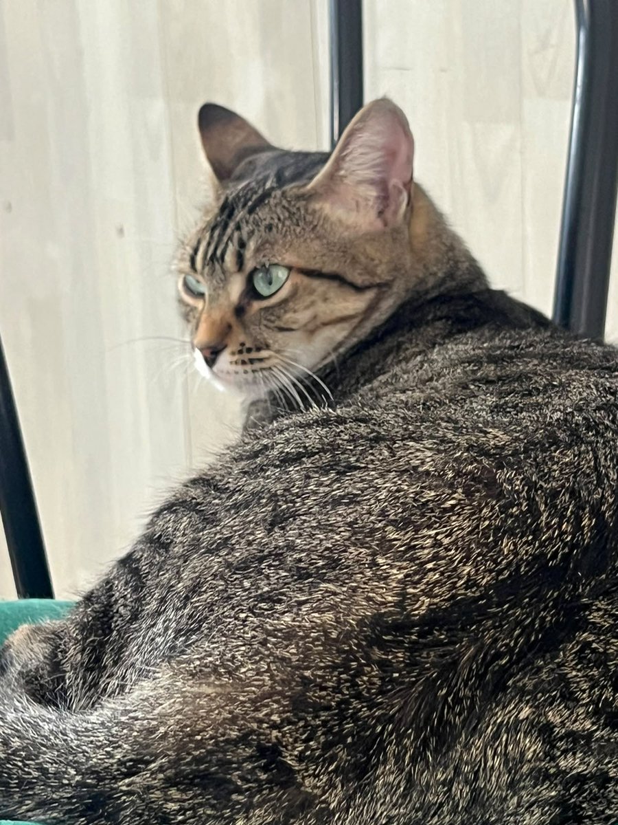 ContessaMBGatta's tweet photo. Giorno internazionale del gatto con la foto di mia figlia, nonché mia erede, Angelica.
Contessa Muci Borgia
#ContessaMuciBorgia #GiornoInternazionaleDelGatto #Gatto #Gatta #MiaFiglia #LaMiaErede #Gattara #CatsNotKids #Gattofila #Ailurofilia https://t.co/hpsB3o67iN