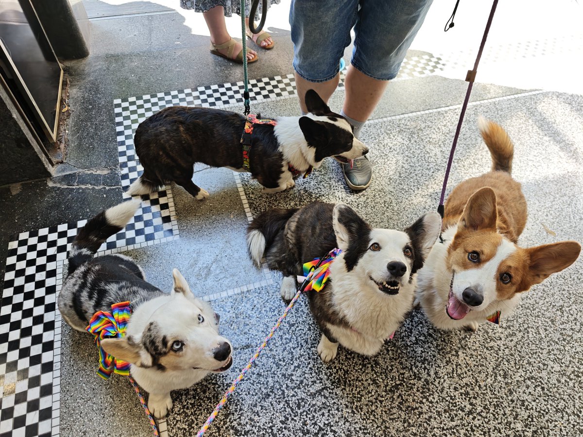 MorriganGoddess's tweet photo. Lišky dnes prošly průvodem Pride Parade, rozdaly spoustu radosti a lásky a spoustu lásky taky dostaly.
Proud allies❤️🏳️🌈
#CorgiPride #PraguePride2026 https://t.co/jscxWXBrex